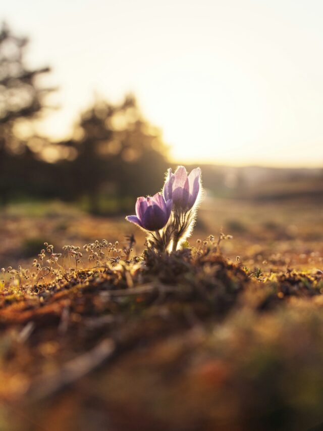 Read more about the article Improving self-awareness is a key element for personal growth.