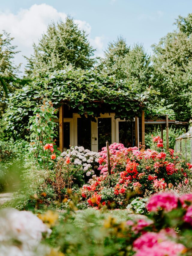 Read more about the article Gorgeous houseplants that thrive with little water