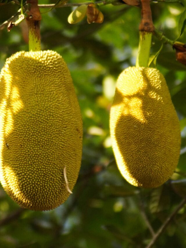Read more about the article REASONS WHY YOU SHOULD EAT JACKFRUIT REGULARLY